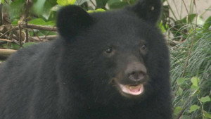 Reducing the Danger from Bear Encounters