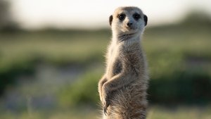 Meerkat Manor: Rise of the Dynasty Hell and High Water