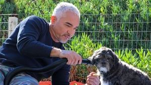 Cesar Millan: Better Human, Better Dog Tail End of Trauma