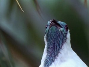 The Life of Birds Finding Partners