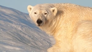 Earth's Greatest Spectacles Svalbard