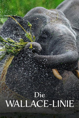 Die Wallace-Linie
