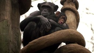 Secrets of the Zoo: North Carolina Chimp Off the Old Block