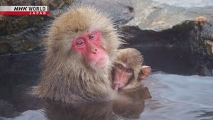 Journeys in Japan: 14×8