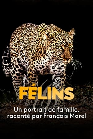 Poster Big Cats (2019)