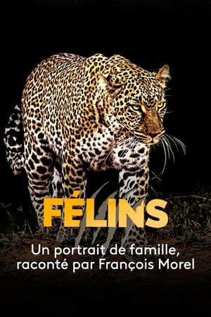 Poster Félins 2019