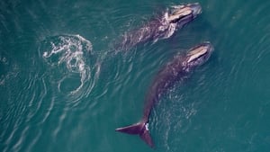 Image Saving the Right Whale