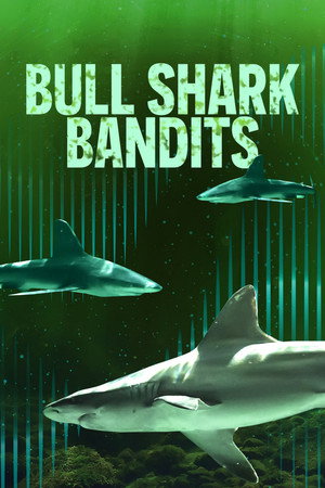 Bull Shark Bandits 13