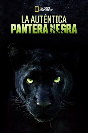 Poster La Verdadera Pantera Negra 2020