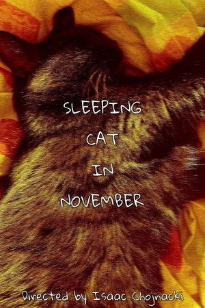 Sleeping Cat In November