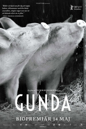 Gunda 20