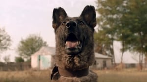 Câini (2016)