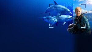 Yify Dolphins Up Close with Bertie Gregory 2025