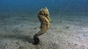 How Do Animals Do That? Burly Seahorses and Early Birds