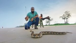 Venomous Visitors