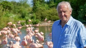 David Attenborough’s Natural Curiosities: 3×4