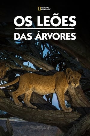 Poster Tree Climbing Lions 2018