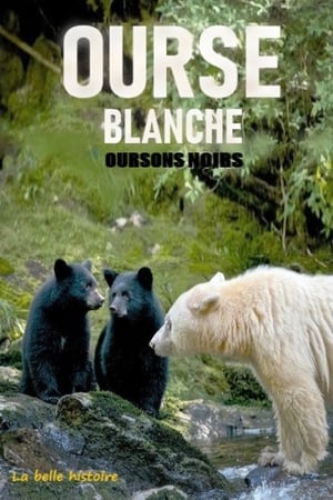 Poster Ourse blanche, oursons noirs : la belle histoire (2017)