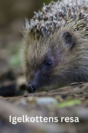 The Epic Adventure of a Hedgehog