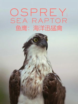 Image 鱼鹰：海洋迅猛禽