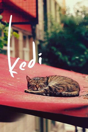 Kedi 35