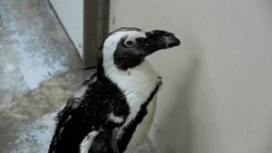 Secrets of the Zoo Penguin's New 'Do