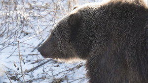 Alaska’s Grizzly Gauntlet: 1×1