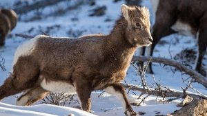 Aging in the Wild Dominance