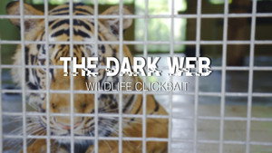 Episódio 2 - Clickbait da vida selvagem - The Dark Web