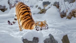 Le grand retour du tigre de Sibérie