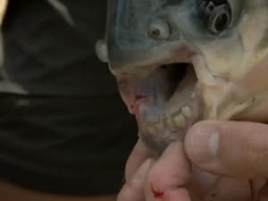 River Monsters Season 3 Episode 1