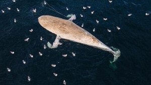 Heartbreak and Rescues - The East Coast