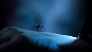 Sting. Araña Asesina