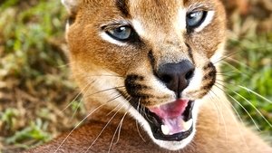 Deadly 60 On A Mission: Mexico and Panama