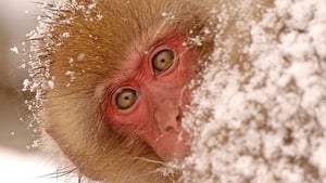 Snow Monkeys