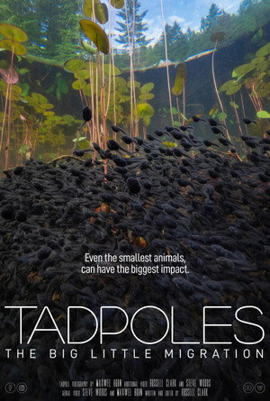 Tadpoles: The Big Little Migration 4