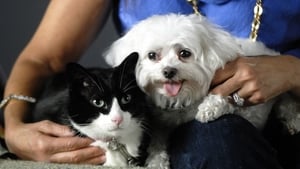 Nature Why We Love Cats and Dogs