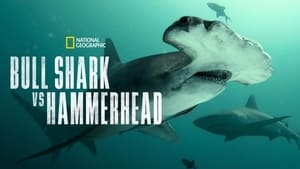 Bull Shark vs. Hammerhead2023