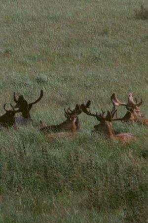 The Deer Garden: The Romantic Forest