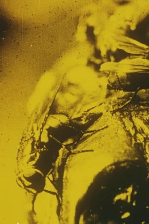 Nonton film Flies: A Scientific Film (1910) terbaru sub indo Nonton film Flies: A Scientific Film (1910) terbaru sub indo