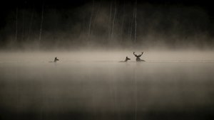 Whispers in the Woods