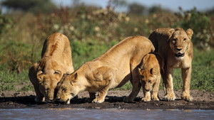 Predator v Prey: 1×1