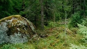 Found in the forest