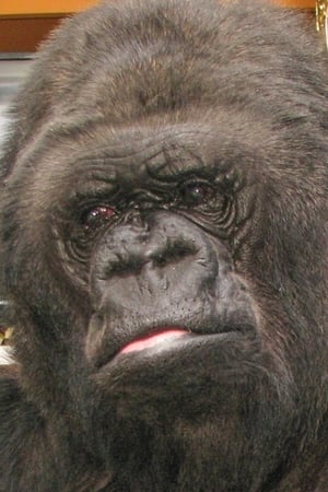 Foto retrato de Koko