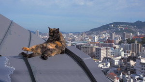 Nagasaki: Looking for Cats in the Hills