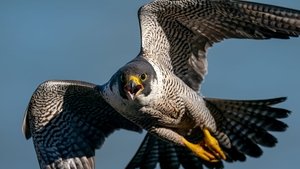 Des volatiles et des hommes