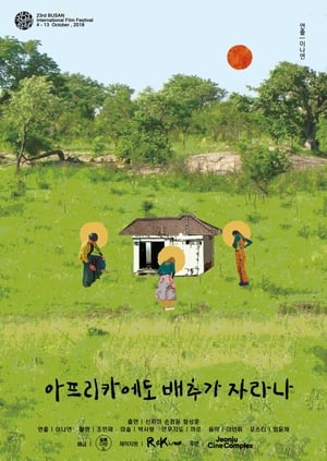 아프리카에도 배추가 자라나? (2018)