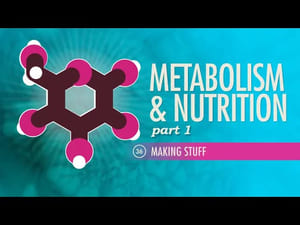 Crash Course Anatomy & Physiology Metabolism & Nutrition, Part 1