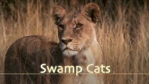 Swamp Cats