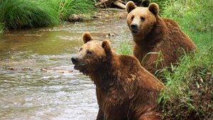Bears on the Run